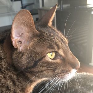 Meet your Posher, Susannah